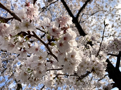 桜2