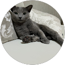 草薙水素 profile picture