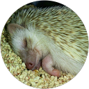 Rina y profile picture